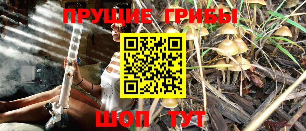 Новоалександровск  Галлюциногенные грибы Cubensis  Вход с VPN 